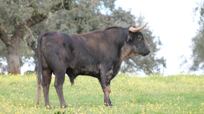 José Luis Pereda, camada 2026