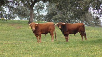 José Luis Pereda, camada 2026