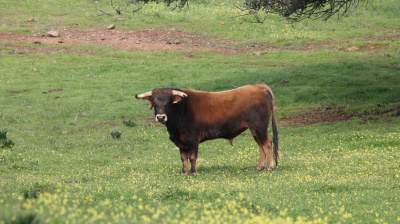 José Luis Pereda, camada 2026