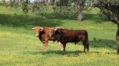 José Luis Pereda, camada 2026