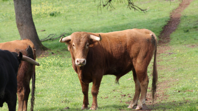José Luis Pereda, camada 2026