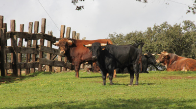 José Luis Pereda, camada 2026