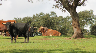 José Luis Pereda, camada 2026