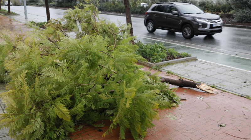 El temporal de viento y lluvia se lleva por delante varios árboles en Mairena de Aljarafe (Sevilla)