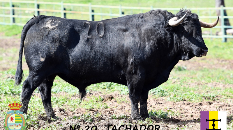 Toro de Cuadri para Villaseca
