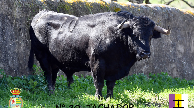 Toro de Cuadri para Villaseca