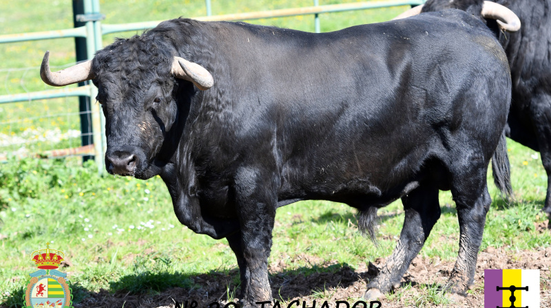 Toro de Cuadri para Villaseca
