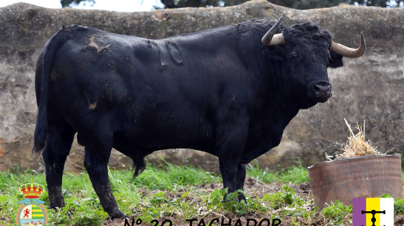 Toro de Cuadri para Villaseca