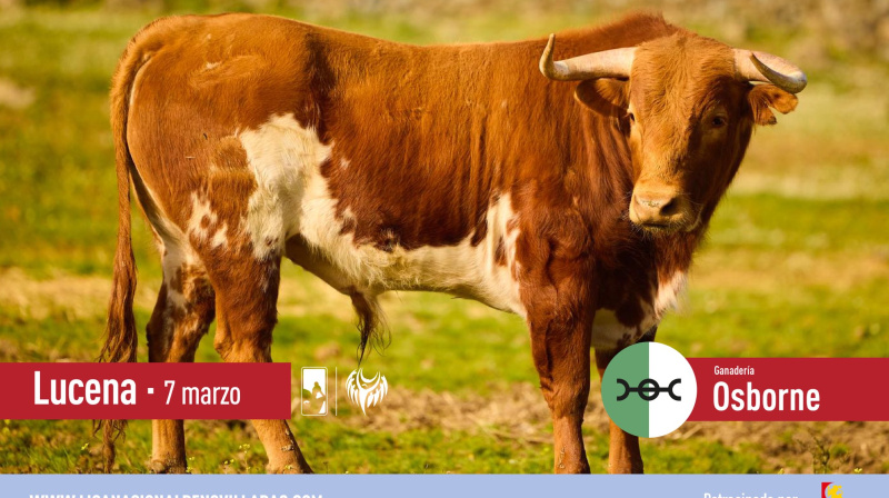 Novillo de Osborne para Lucena