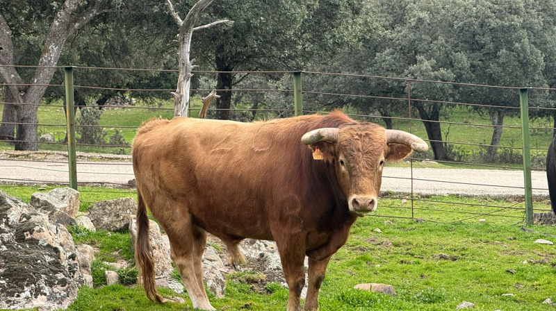 Novillo de El Retamar para San Agustín del Guadalix