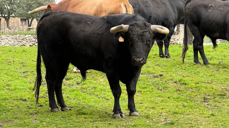 Novillo de El Retamar para San Agustín del Guadalix