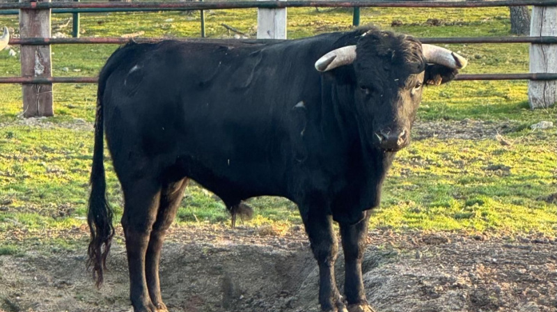 Novillo de Flor de Jara para San Agustín del Guadalix