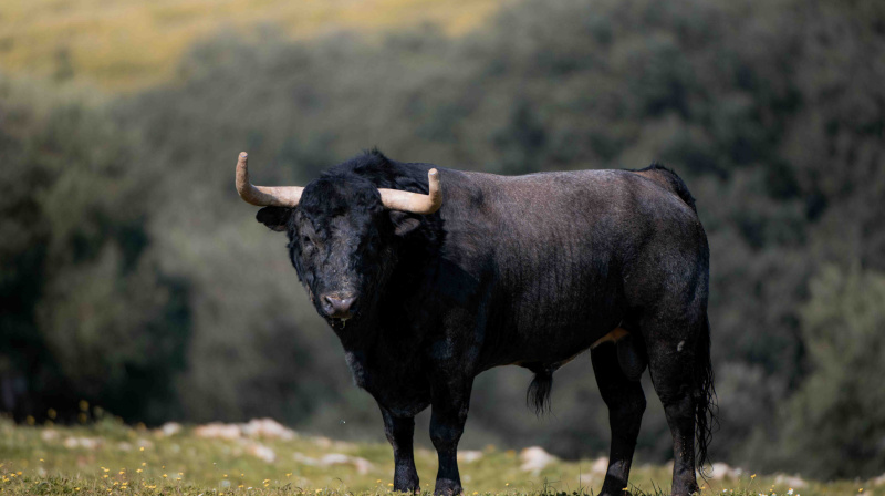 Los toros de La Quinta para Valencia