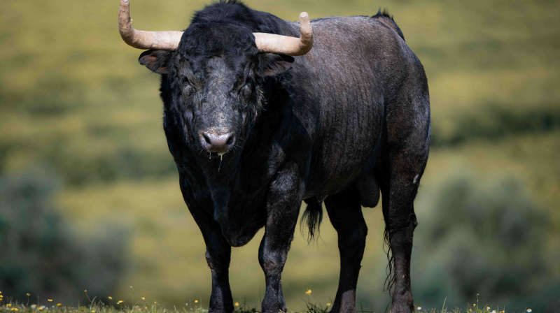 Los toros de La Quinta para Valencia