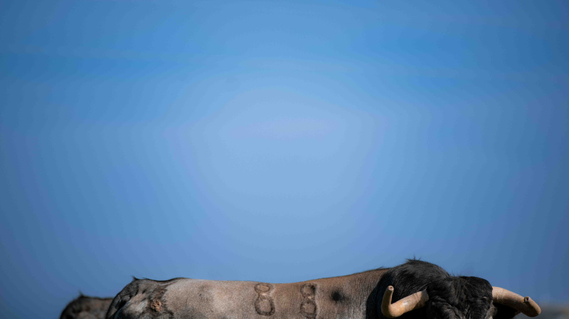 Los toros de La Quinta para Valencia