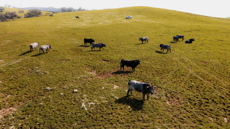Los toros de La Quinta para Valencia