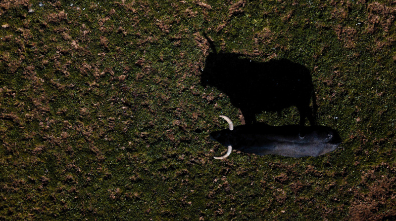 Los toros de La Quinta para Valencia