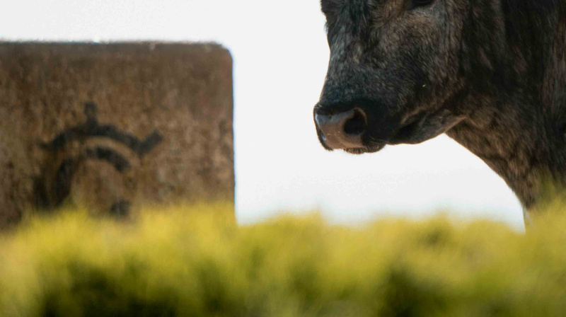 Los toros de La Quinta para Valencia