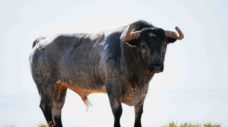 Los toros de La Quinta para Valencia