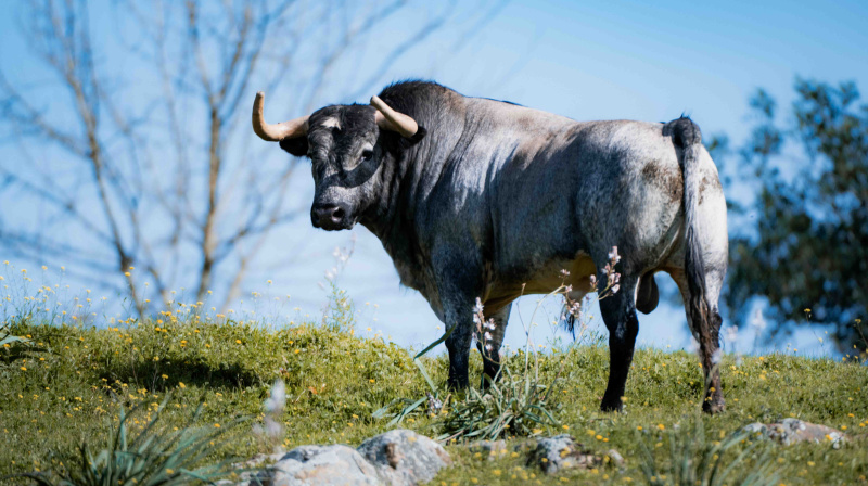 Los toros de La Quinta para Valencia