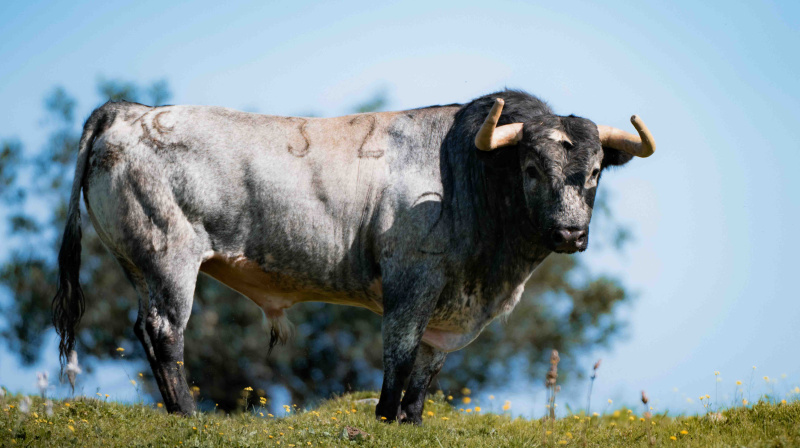 Los toros de La Quinta para Valencia