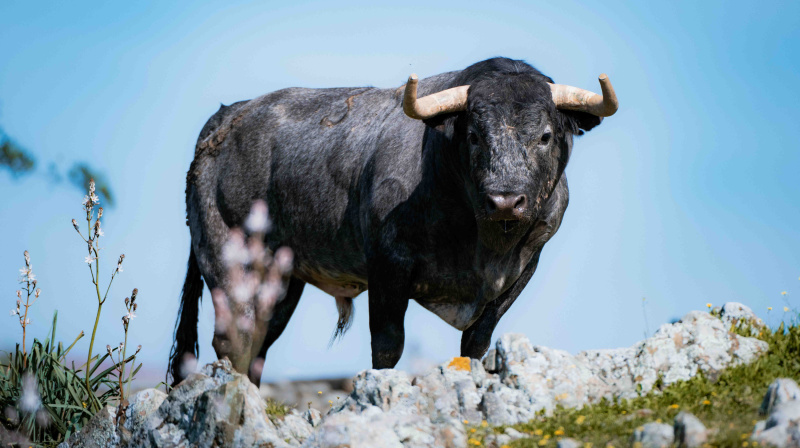 Los toros de La Quinta para Valencia