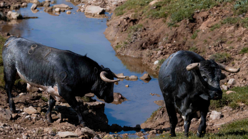 Los toros de La Quinta para Valencia