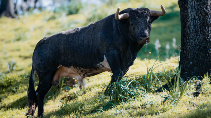Los toros de La Quinta para Valencia