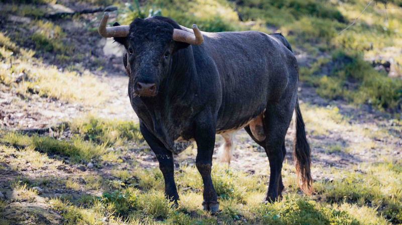 Los toros de La Quinta para Valencia