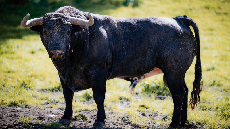 Los toros de La Quinta para Valencia