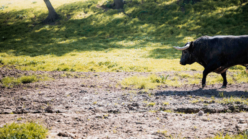 Los toros de La Quinta para Valencia