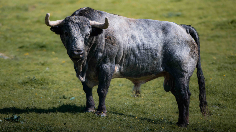 Los toros de La Quinta para Valencia