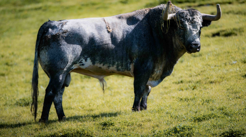 Los toros de La Quinta para Valencia