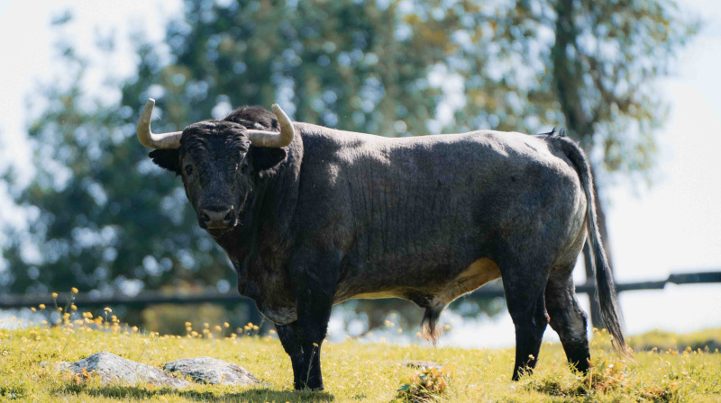 Los toros de La Quinta para Valencia