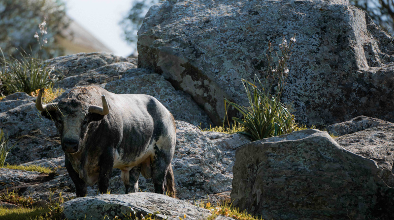 Los toros de La Quinta para Valencia