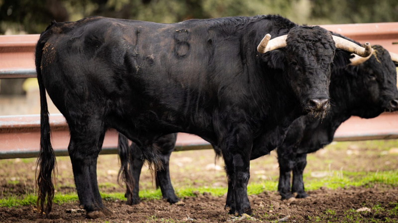 Los toros de Garcigrande para Arles