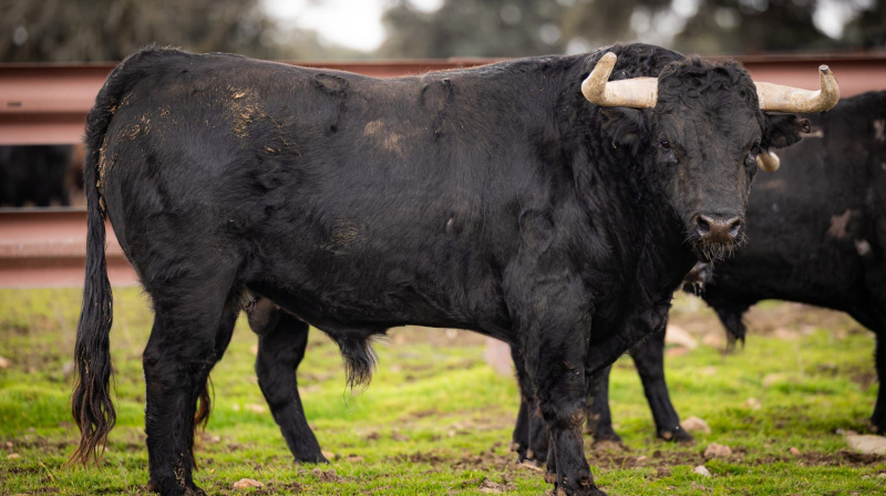 Los toros de Garcigrande para Arles