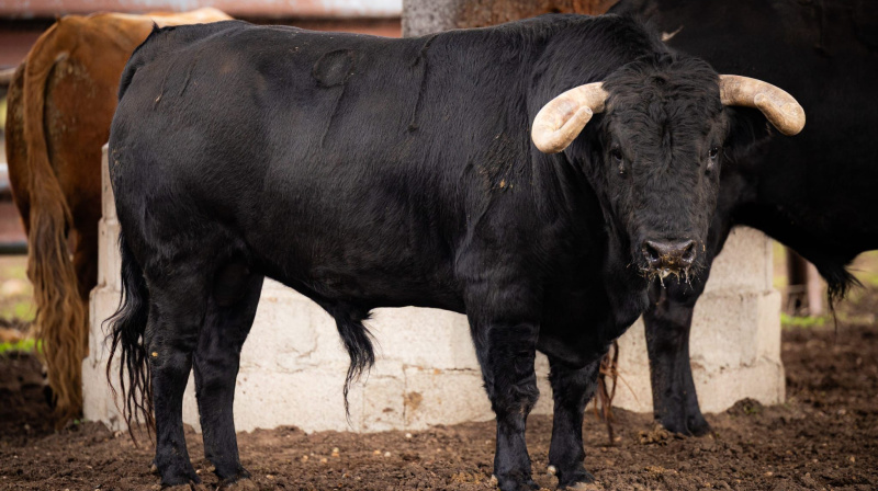 Los toros de Garcigrande para Arles
