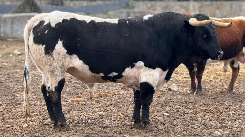Novillo de Quintas para El Álamo