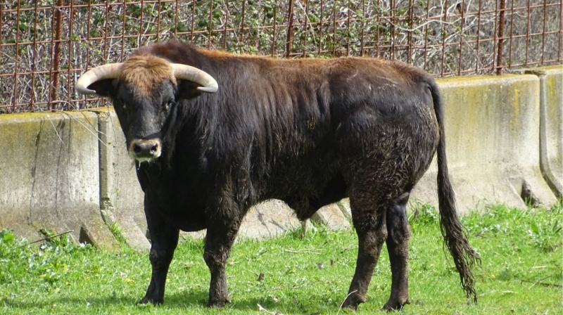 Novillo de Guerrero y Carpintero para El Álamo