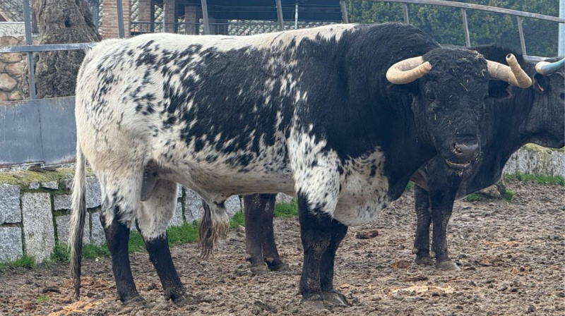 Novillo de Quintas para El Álamo