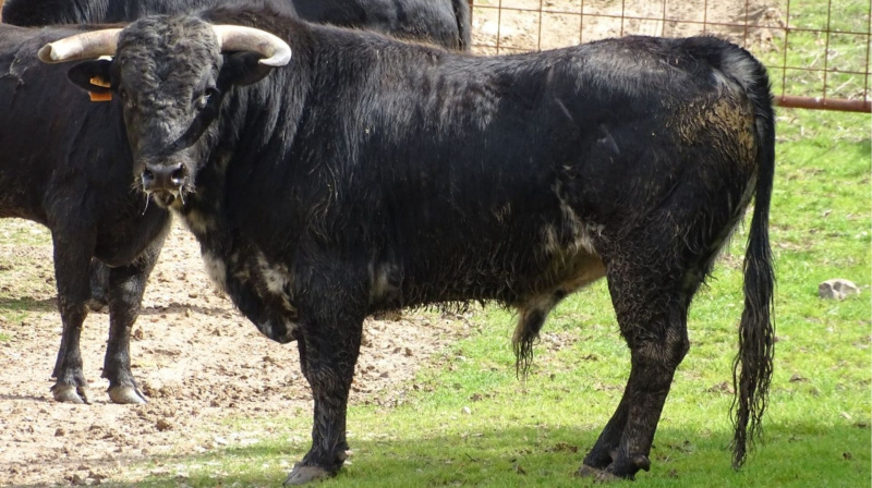 Novillo de Guerrero y Carpintero para El Álamo