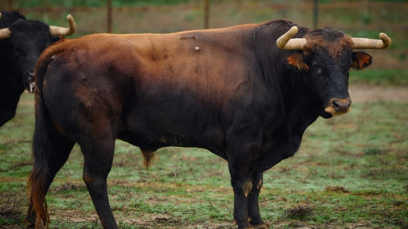Toros de Torrealta para Arles