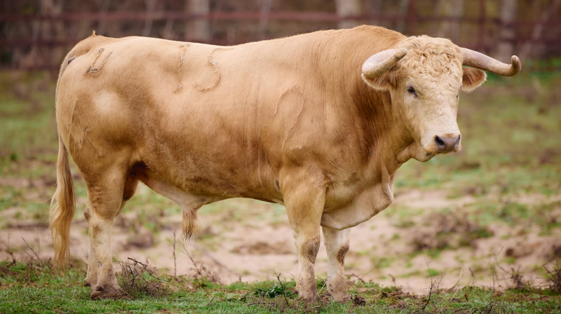 Toros de Torrealta para Arles