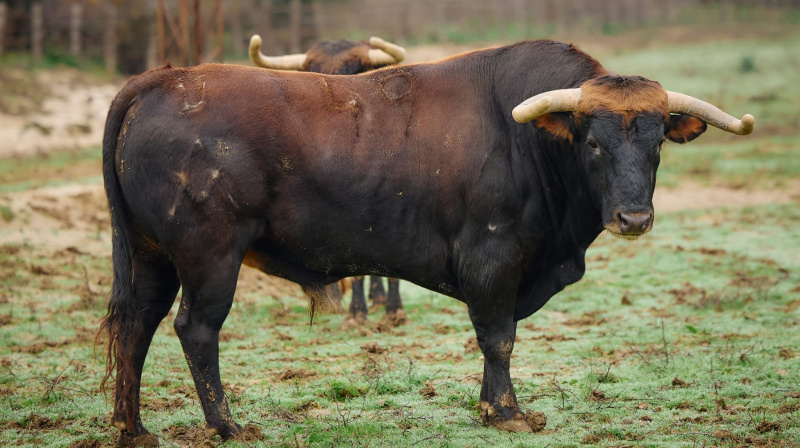 Toros de Torrealta para Arles