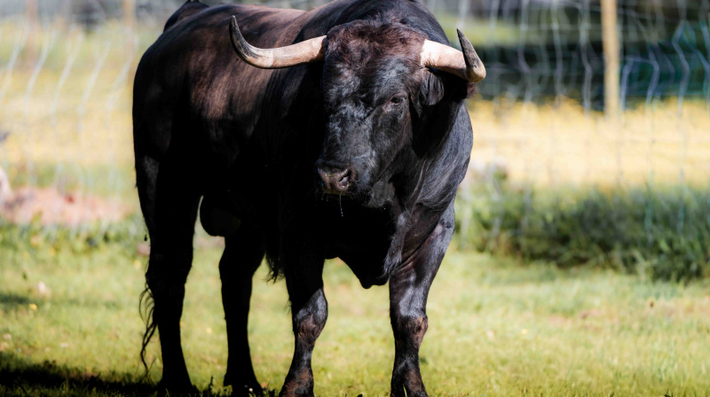 Los toros de Dolores Aguirre para Las Ventas