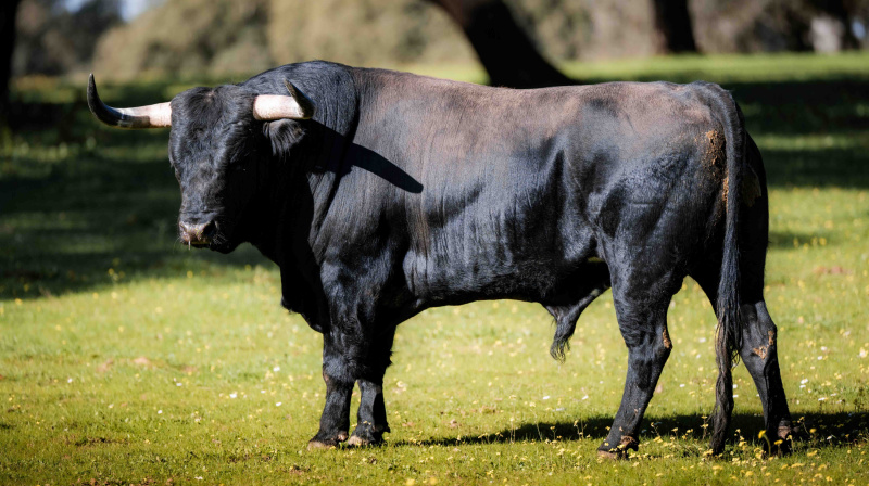Los toros de Dolores Aguirre para Las Ventas