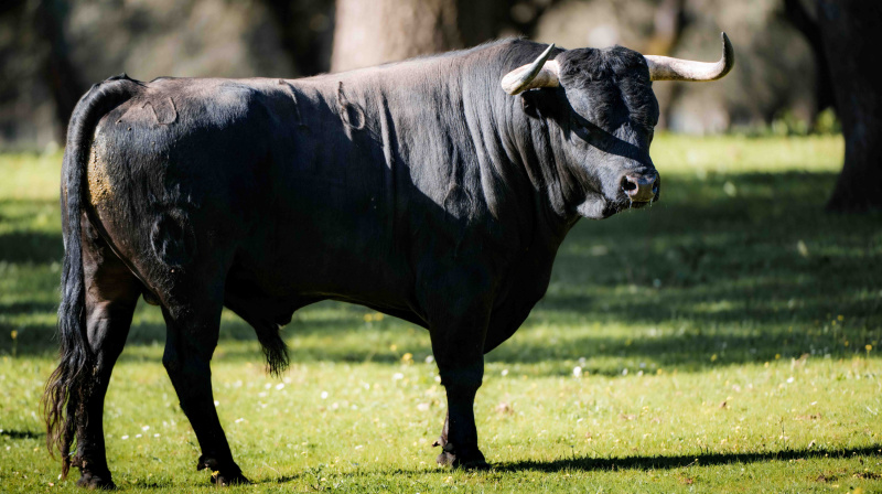 Los toros de Dolores Aguirre para Las Ventas