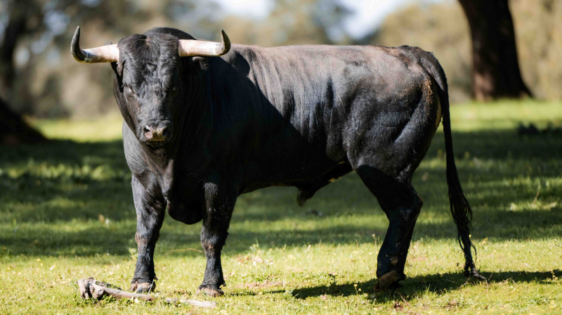 Los toros de Dolores Aguirre para Las Ventas