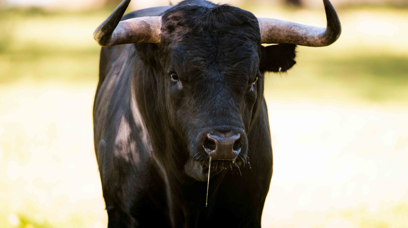 Los toros de Dolores Aguirre para Las Ventas